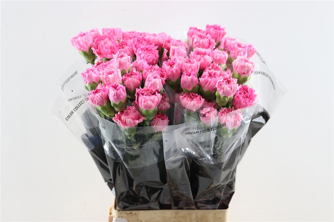 Dianthus Single Tonic Golem 70cm