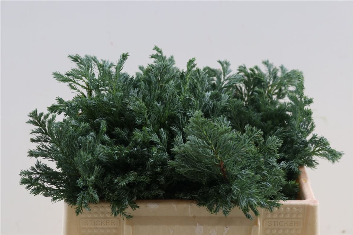 Chamaecyparis Pisifera Boulevard Per Bunch 25cm