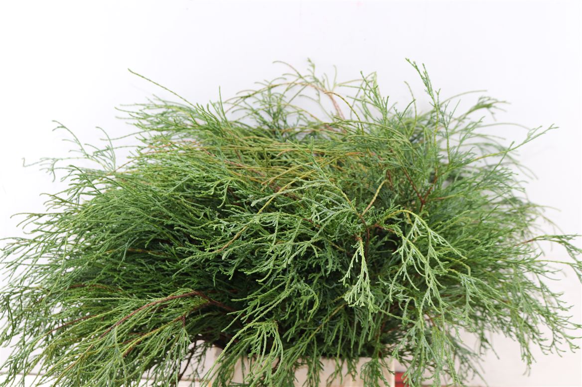 Chamaecyparis Pisifera Filifera Per Bunch 50cm