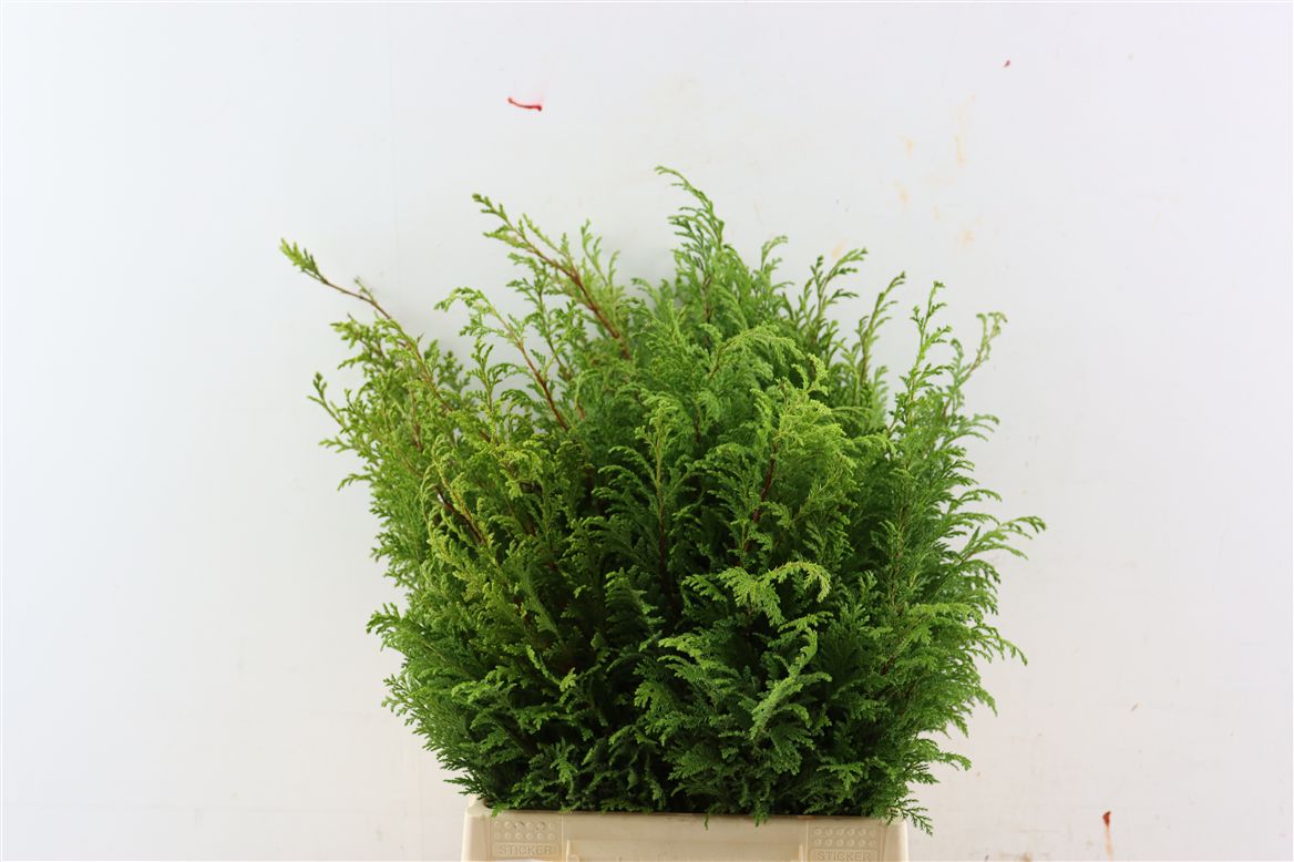 Chamaecyparis Pisifera Plumosa Aurea Per Bunch 45cm