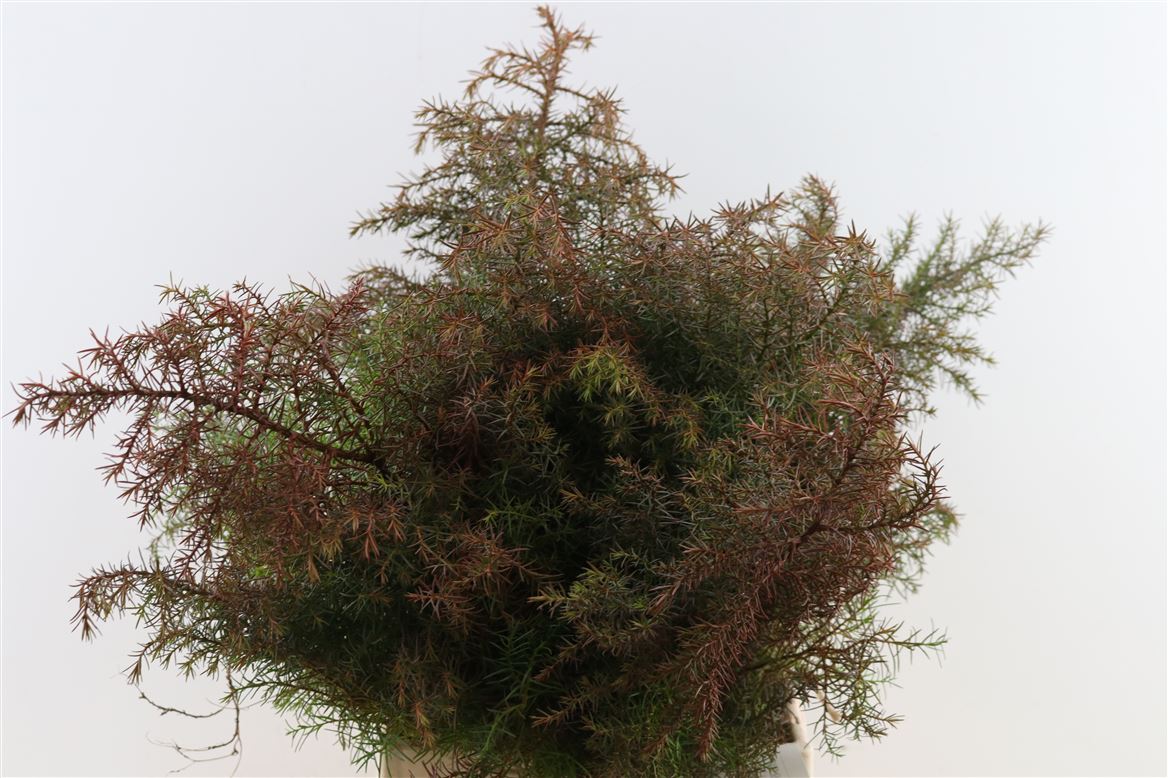 Cryptomeria Japonica Elegans Per Bunch 50cm