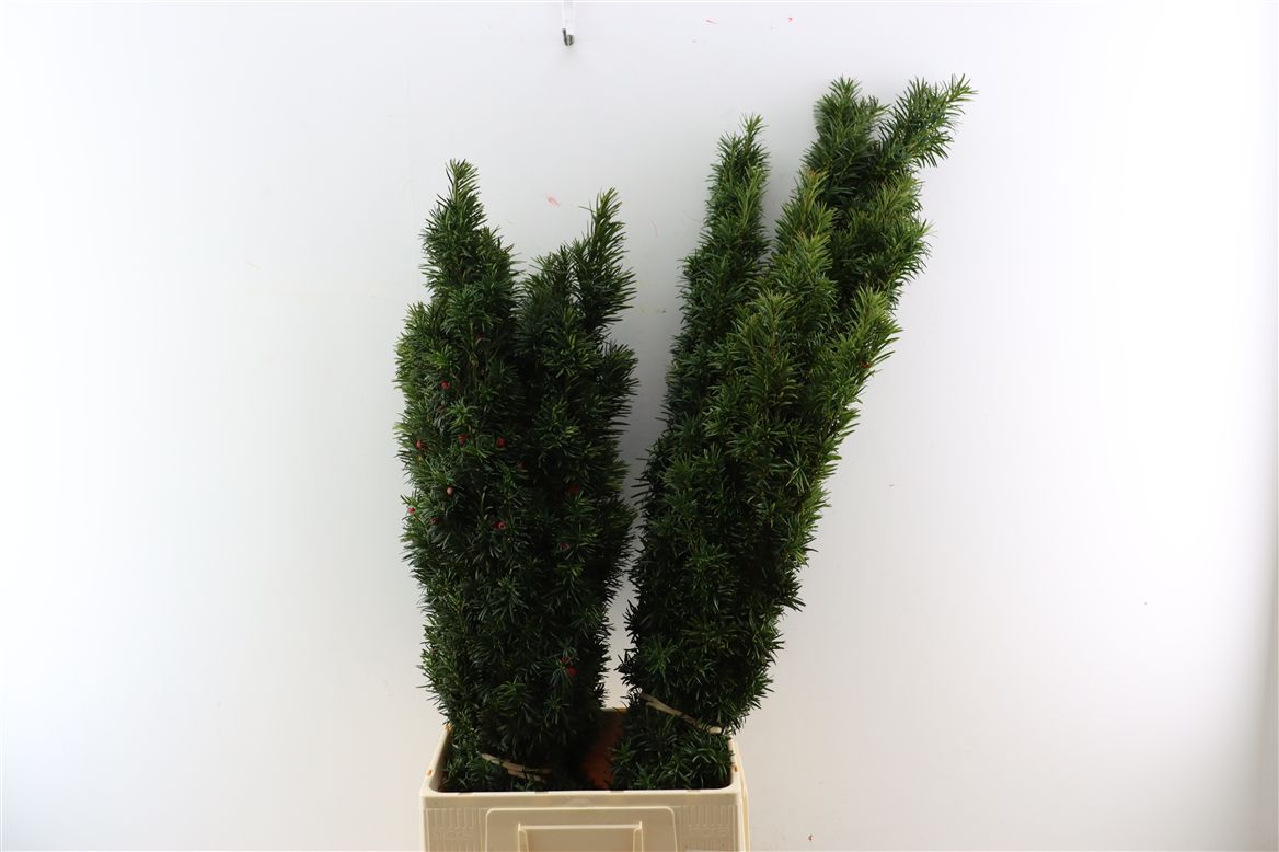 Taxus Ba Fastigia Bs 80cm