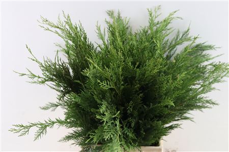 Thuja Pl Atrovir Bs