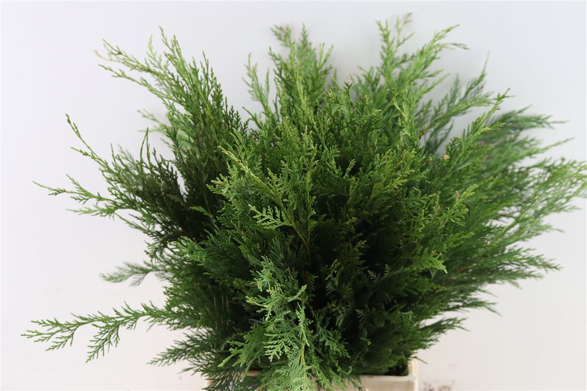 Thuja Plicata Atrovirens Per Bunch 50cm