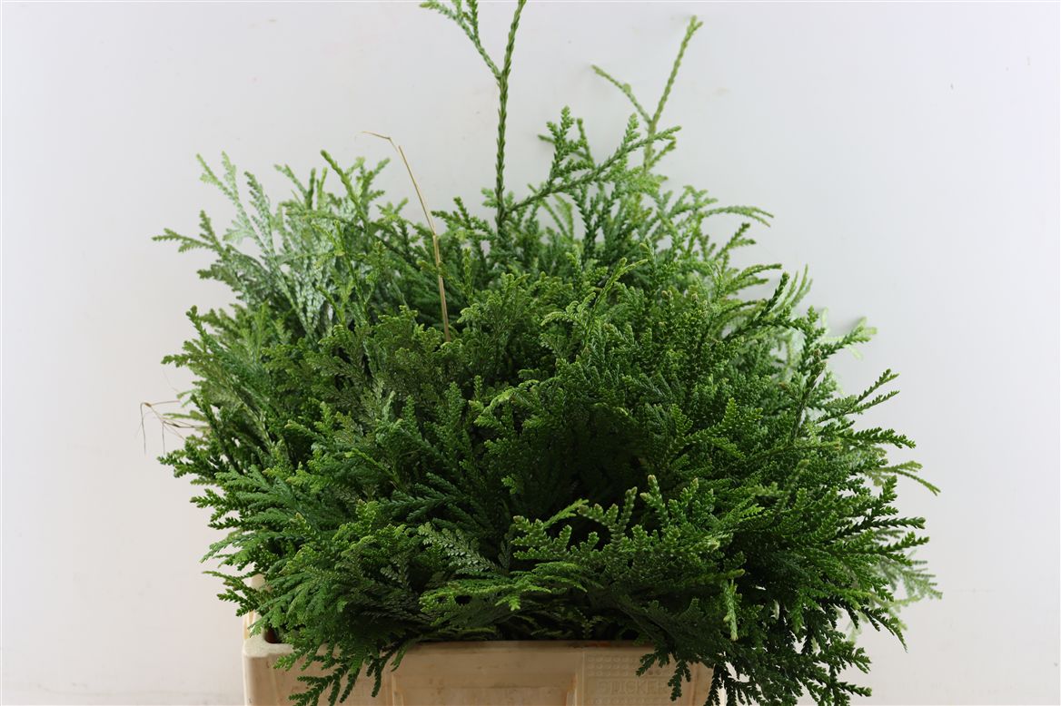 Thujopsis Dolabrata Per Bunch 40cm