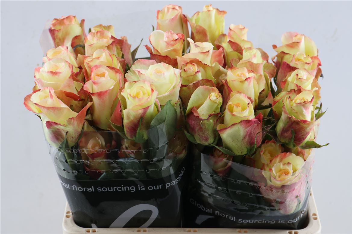Rosa Aubade 50cm