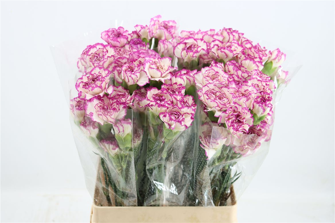 Dianthus Single Kino 70cm