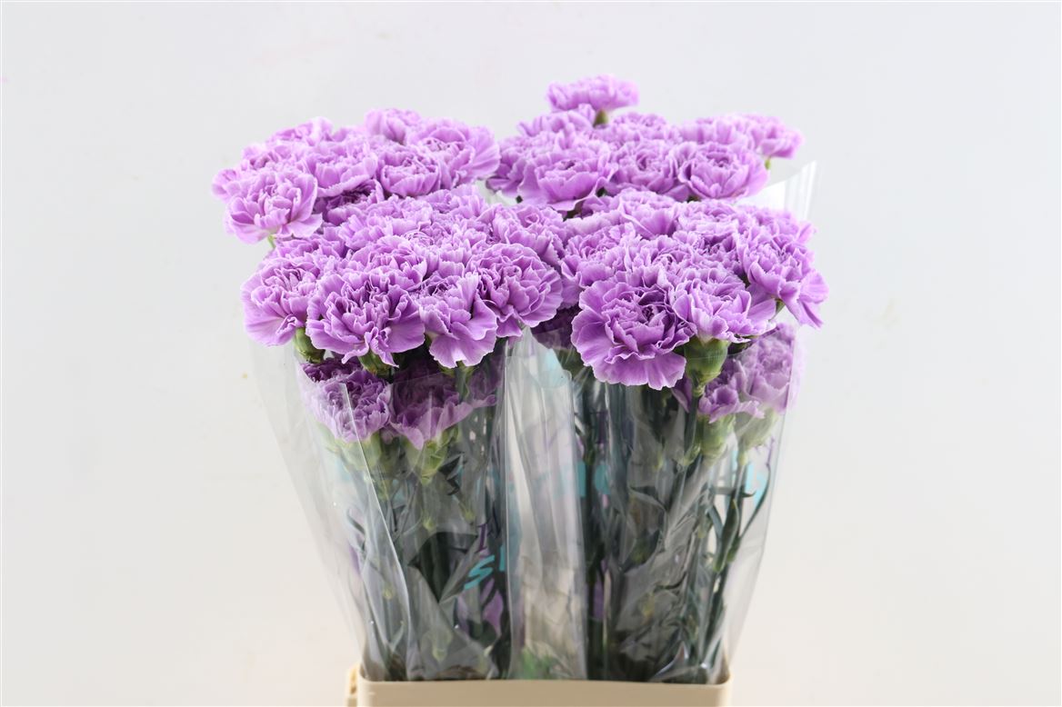 Dianthus Single Florigene Moonaqua 70cm