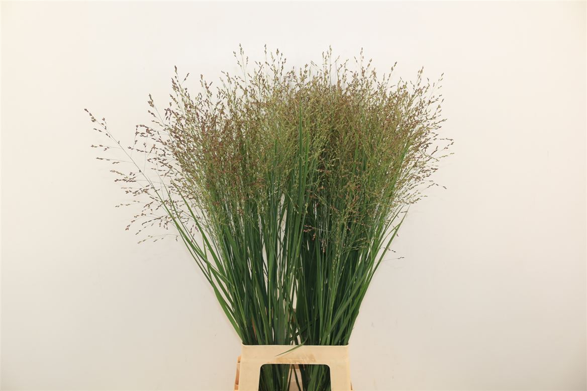 Panicum Heavy Metal 140cm