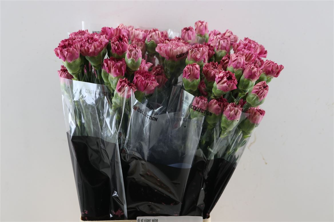 Dianthus Single Viper Wine 70cm