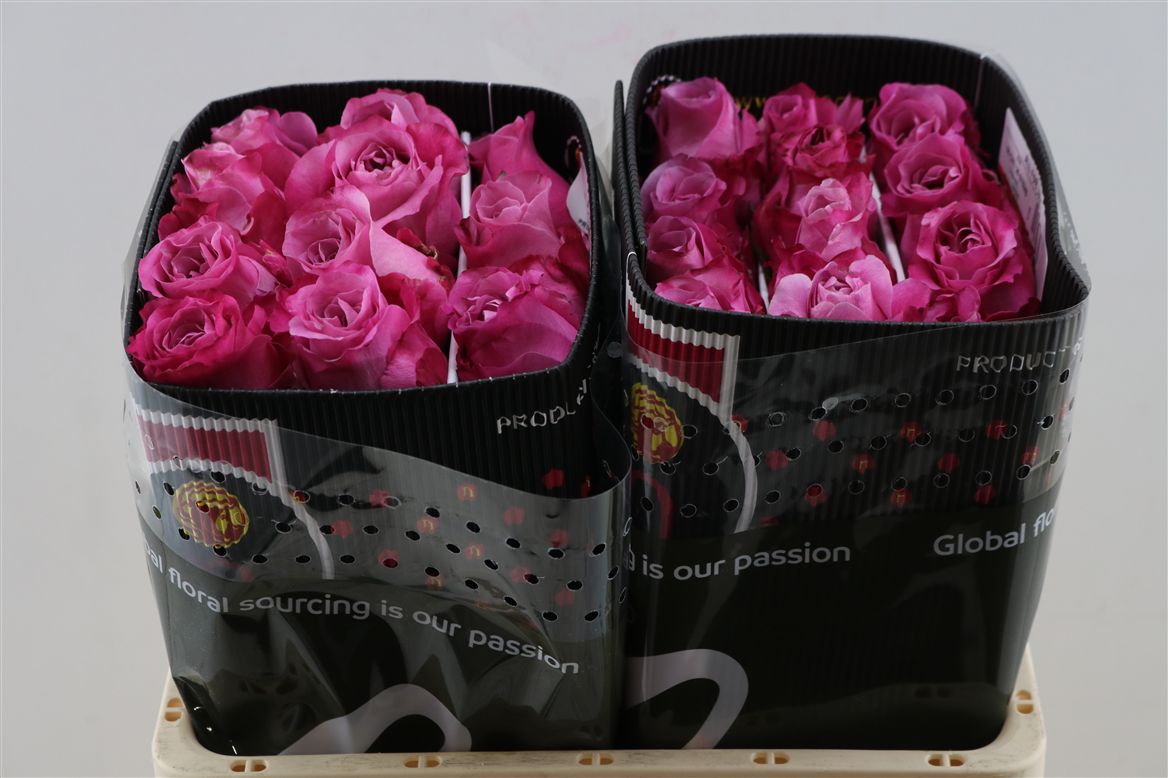 Rosa All 4 Love+ 50cm