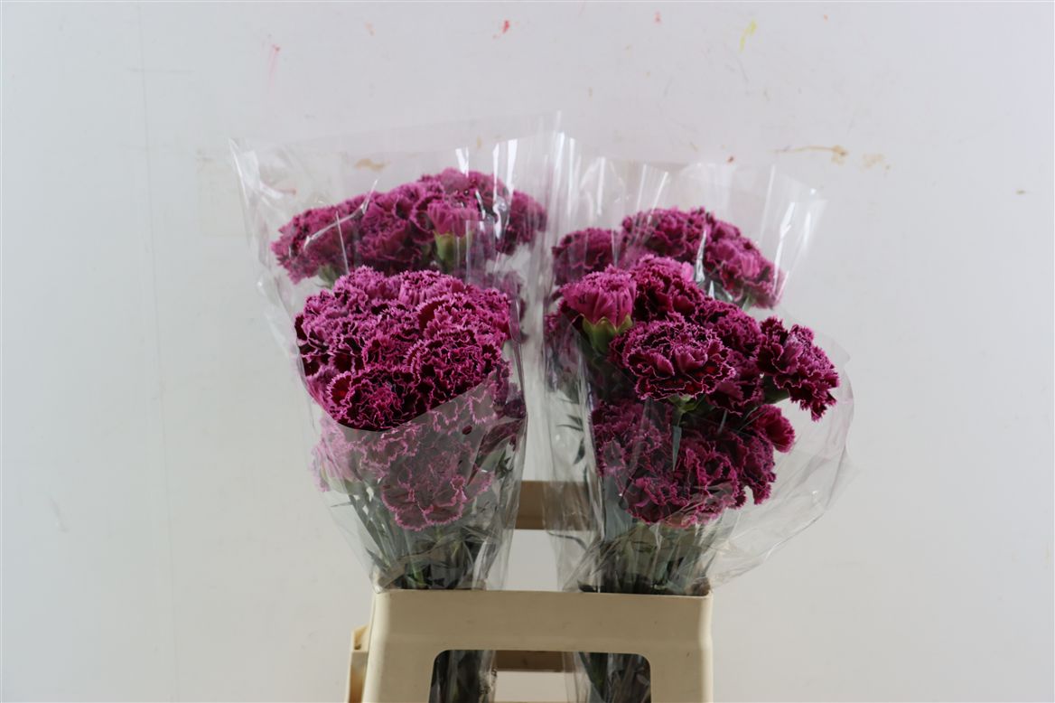 Dianthus Single Nobbio Burgundy 70cm