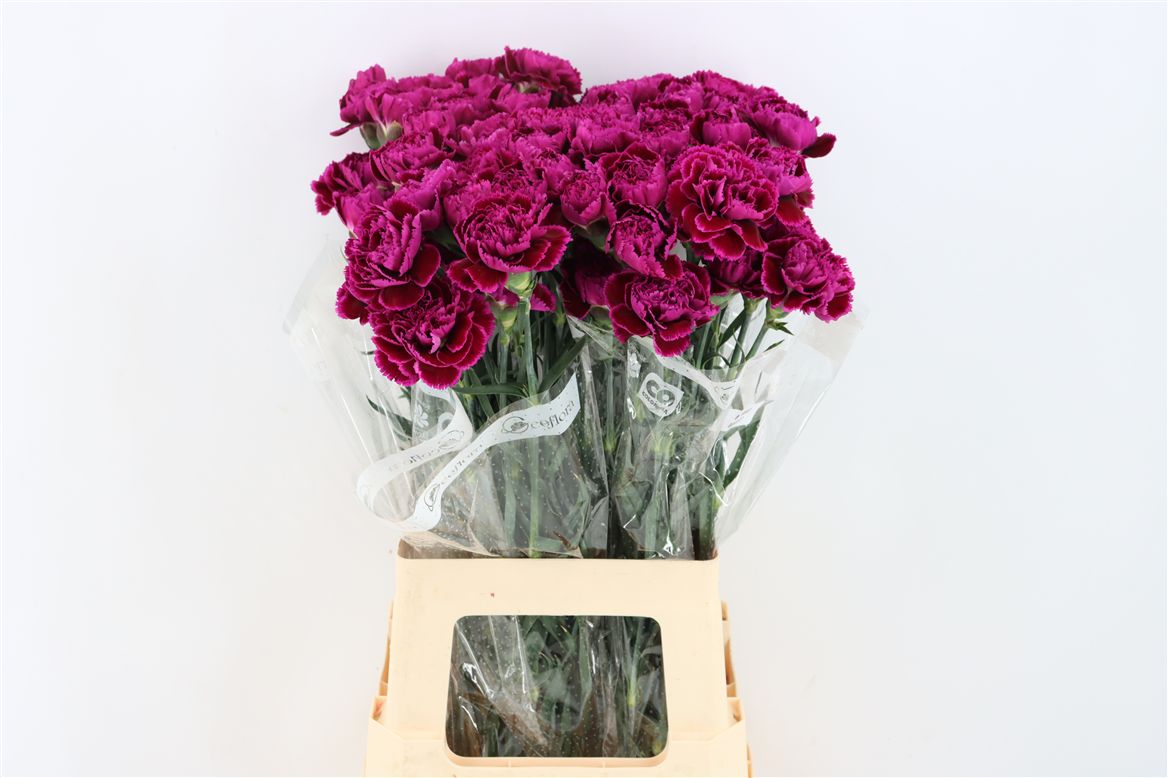 Dianthus Single Nobbio Violet 70cm