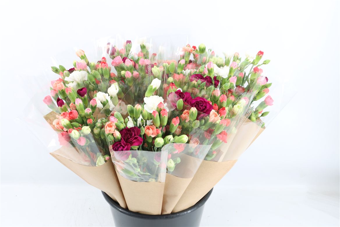 Dianthus Spray Mix Per Bunch 60cm
