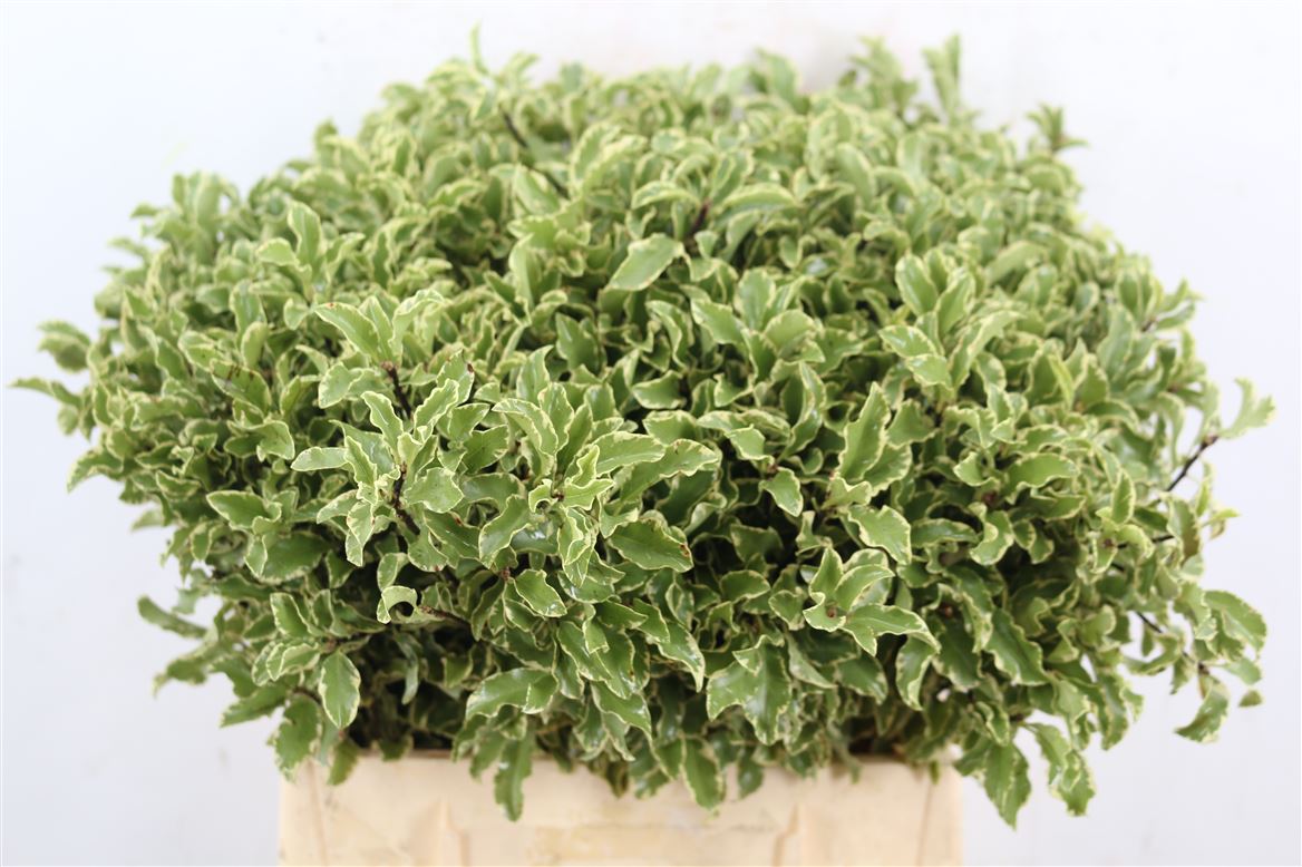Pittosporum Silver Queen 45cm