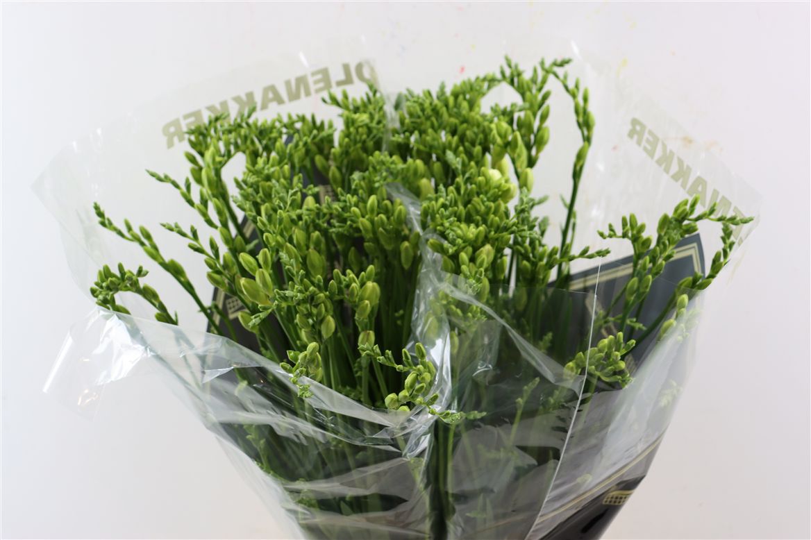 Freesia Double Versailles 70cm 40gram