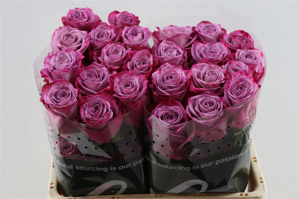 Rosa Moody Blues! 50cm