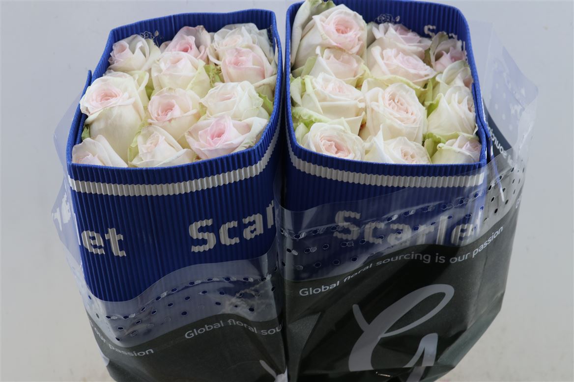 Rosa Garden White O Hara 50cm