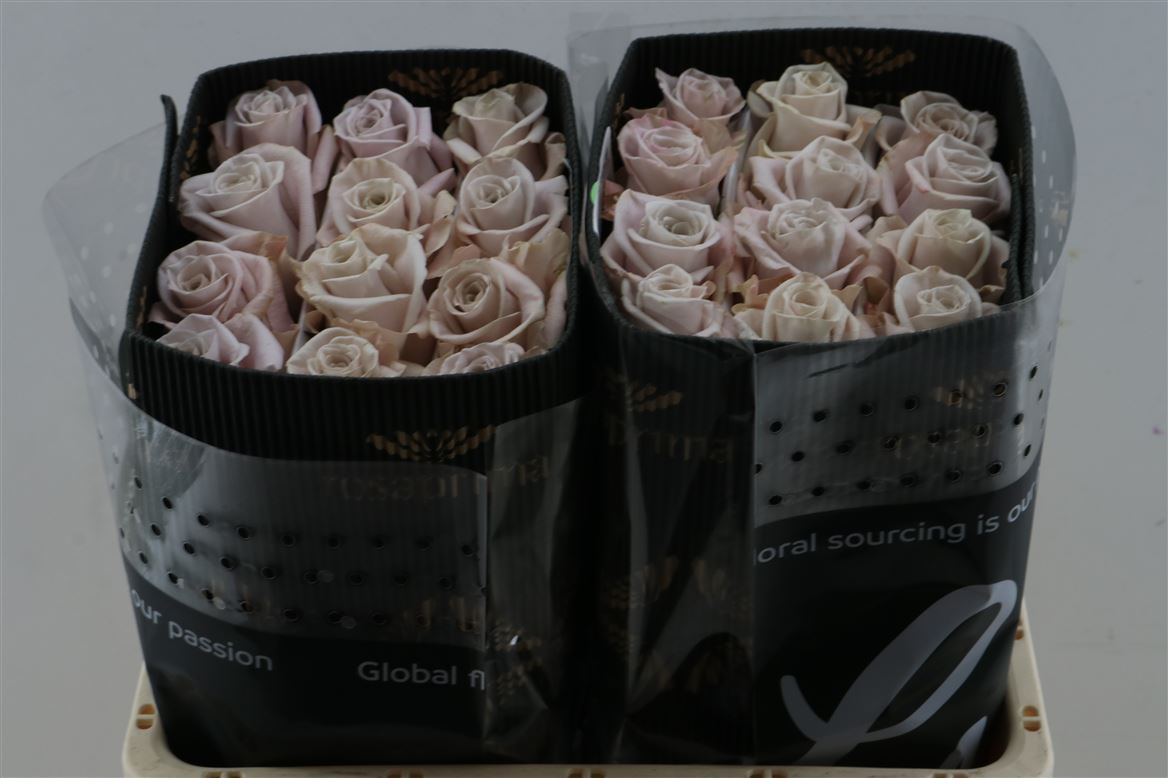 Rosa Sweetheart Menta 40cm