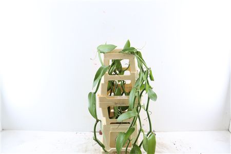 Vanilla Planifolia