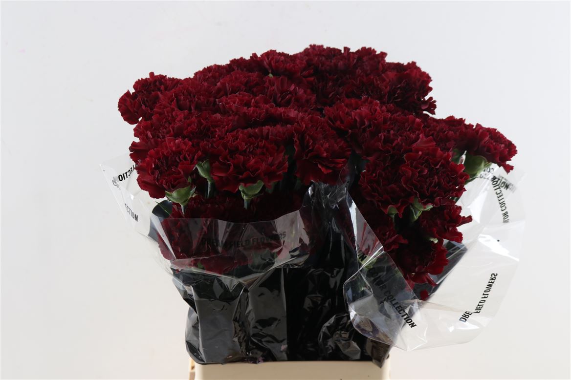 Dianthus Single Zurigo 70cm