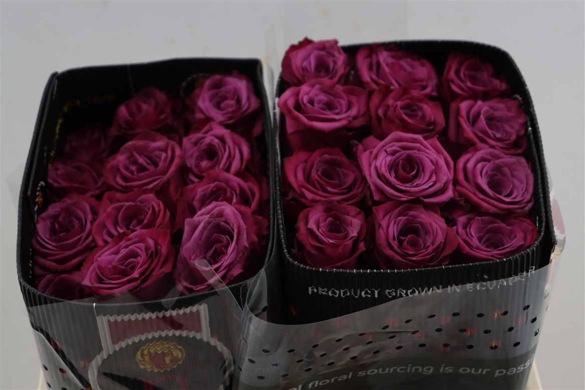 Rosa Blueberry 50cm