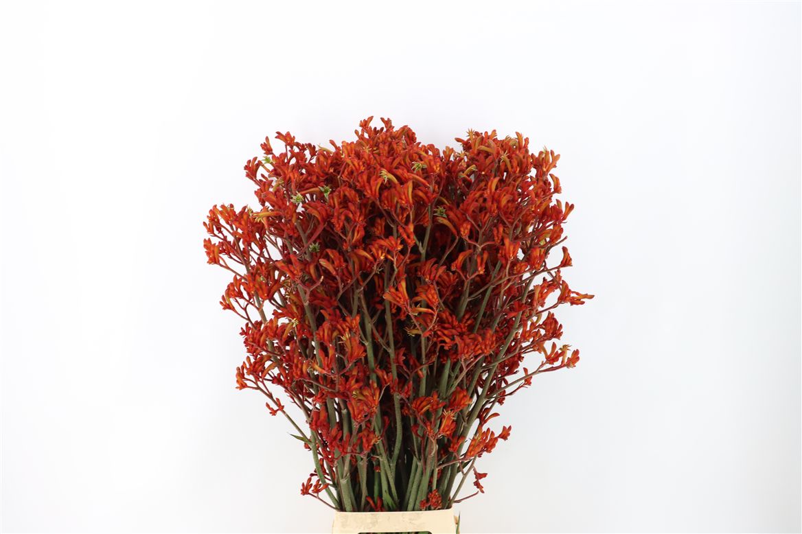 Anigozanthos Gold Fever 80cm
