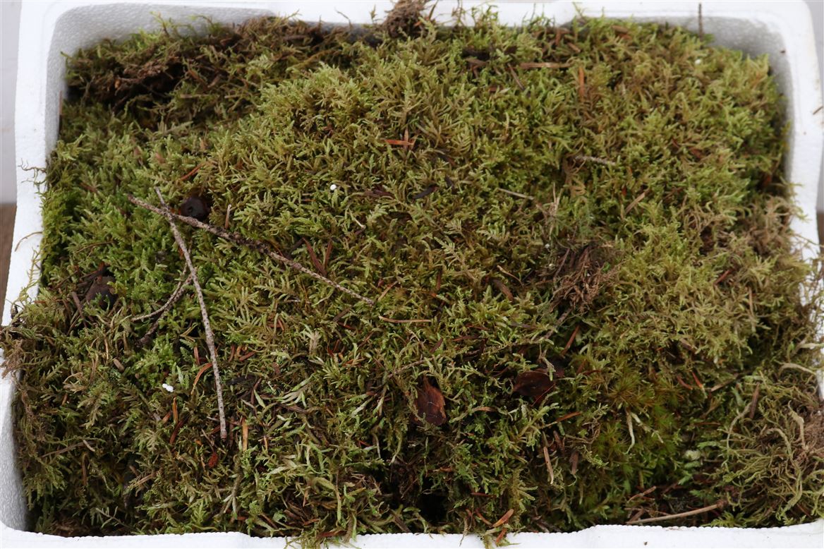 Sphagnum Flatmos