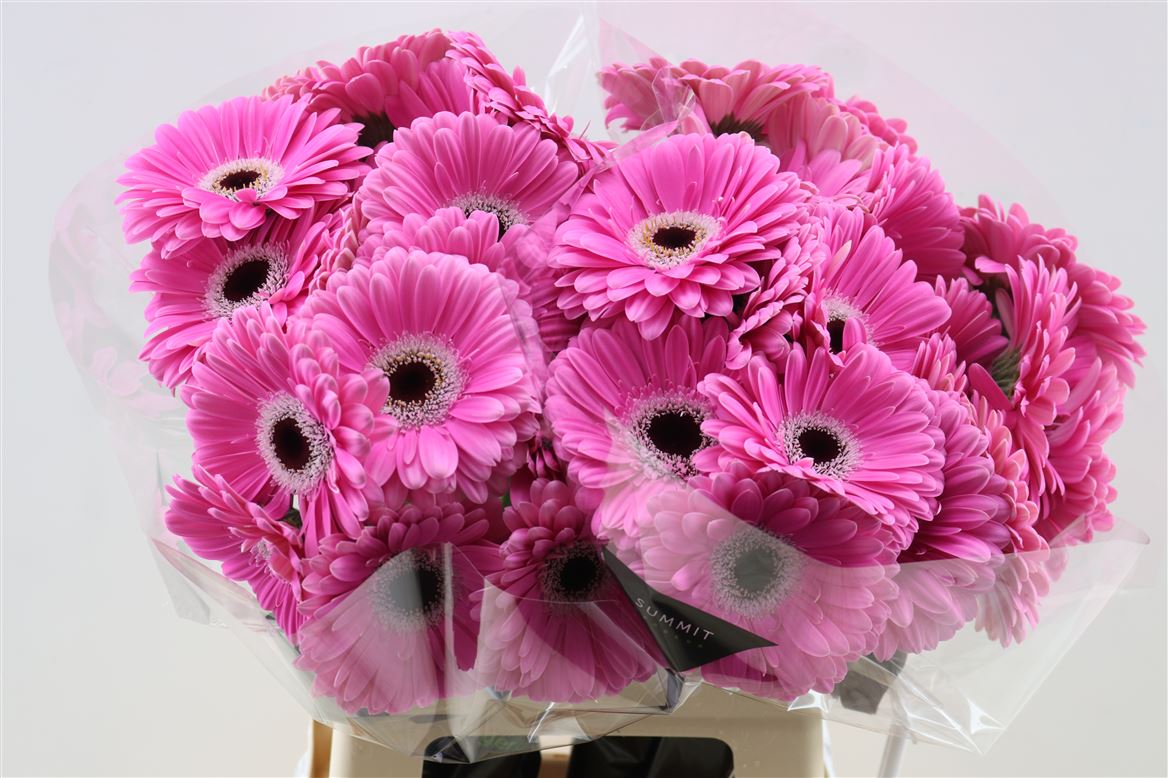 Gerbera Dreamer