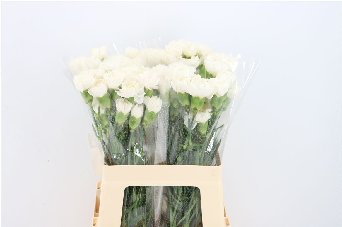 Dianthus Single Holly 60cm