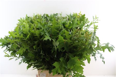 Querc Palustris