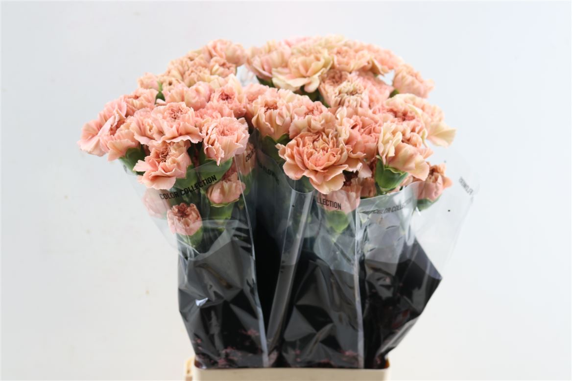 Dianthus Single Caramel 65cm