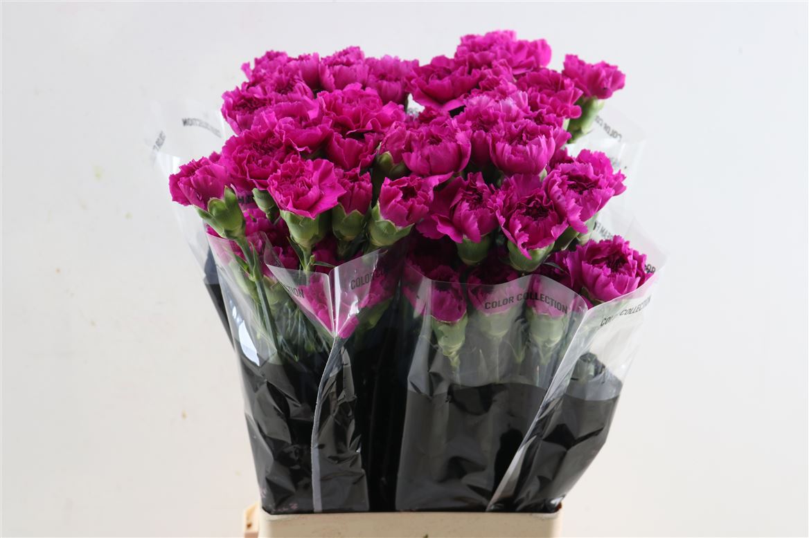 Dianthus Single Dark Farida 70cm