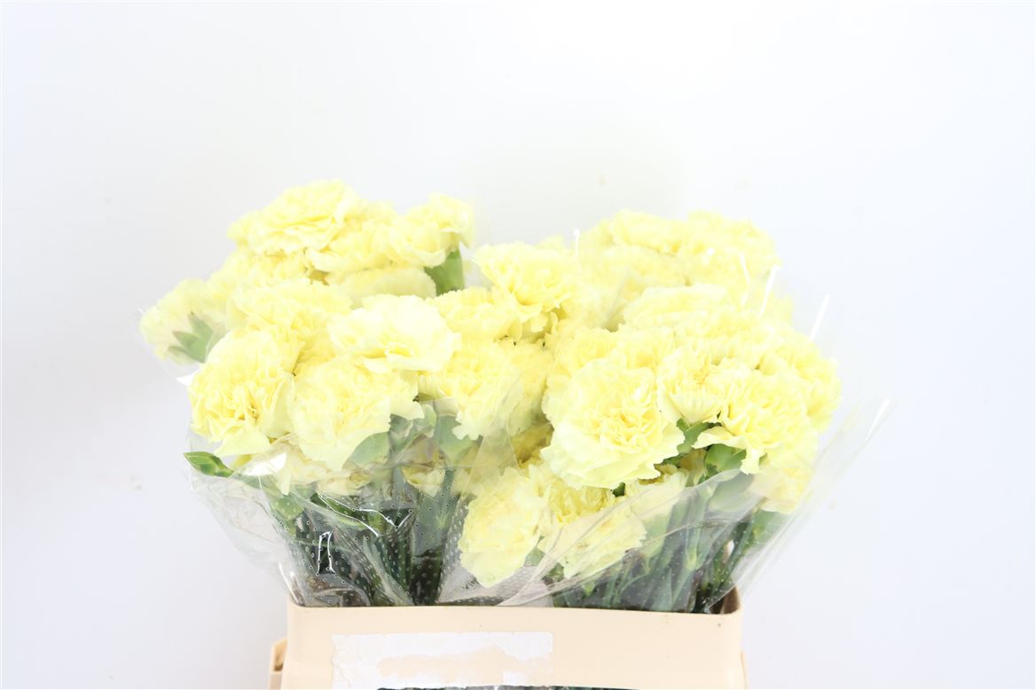 Dianthus Single Diletta 60cm