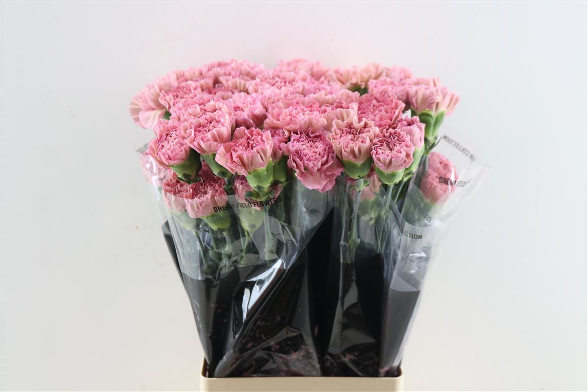 Dianthus Single Lege 70cm