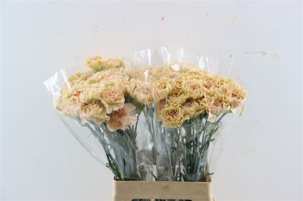 Dianthus Single Lege Marrone 65cm