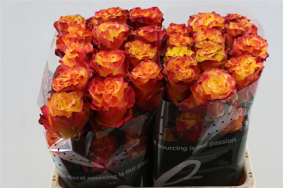 Rosa Newsflash 50cm