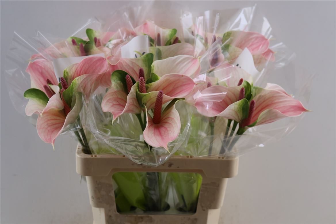 Anthurium Alero 9Ø
