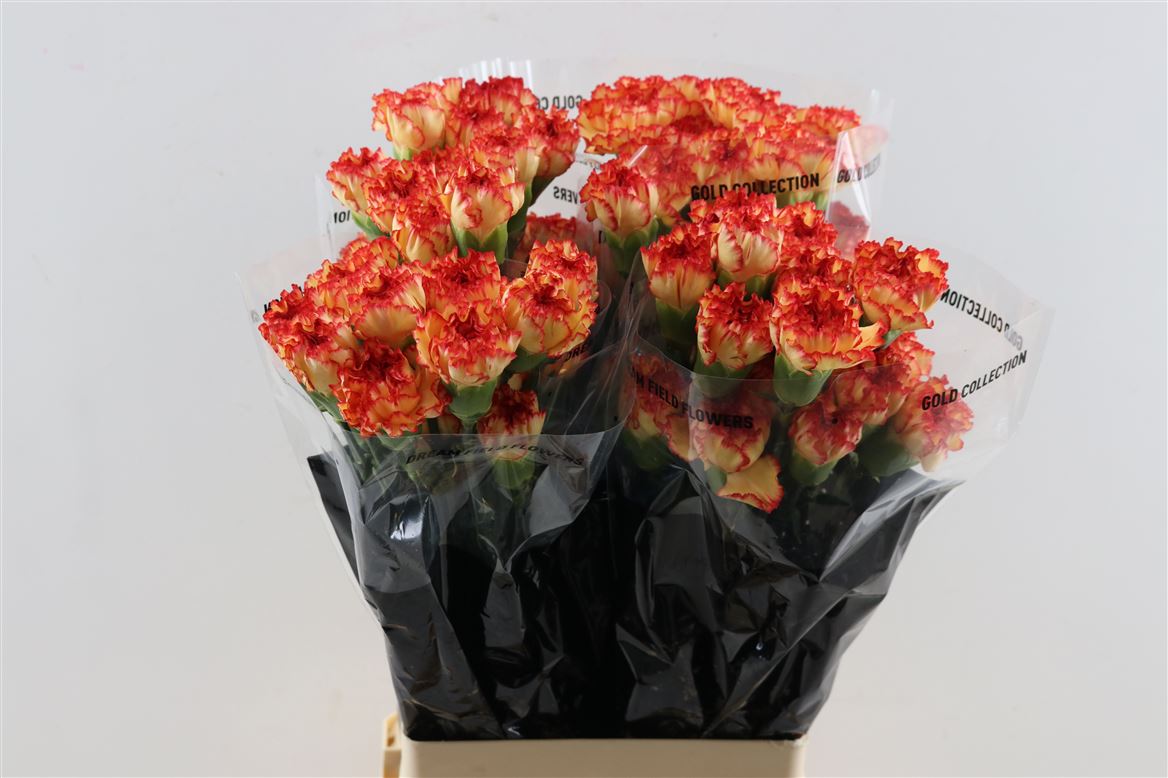 Dianthus Single Zenit 70cm