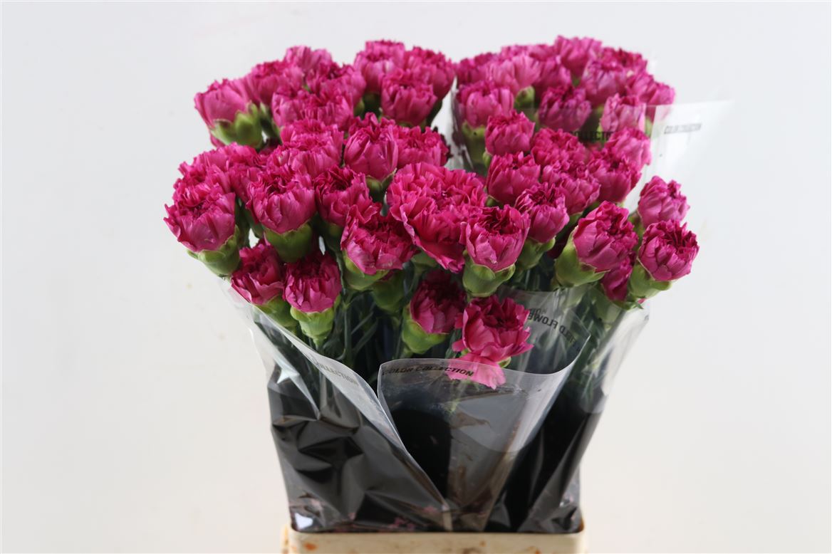 Dianthus Single Bernard 70cm