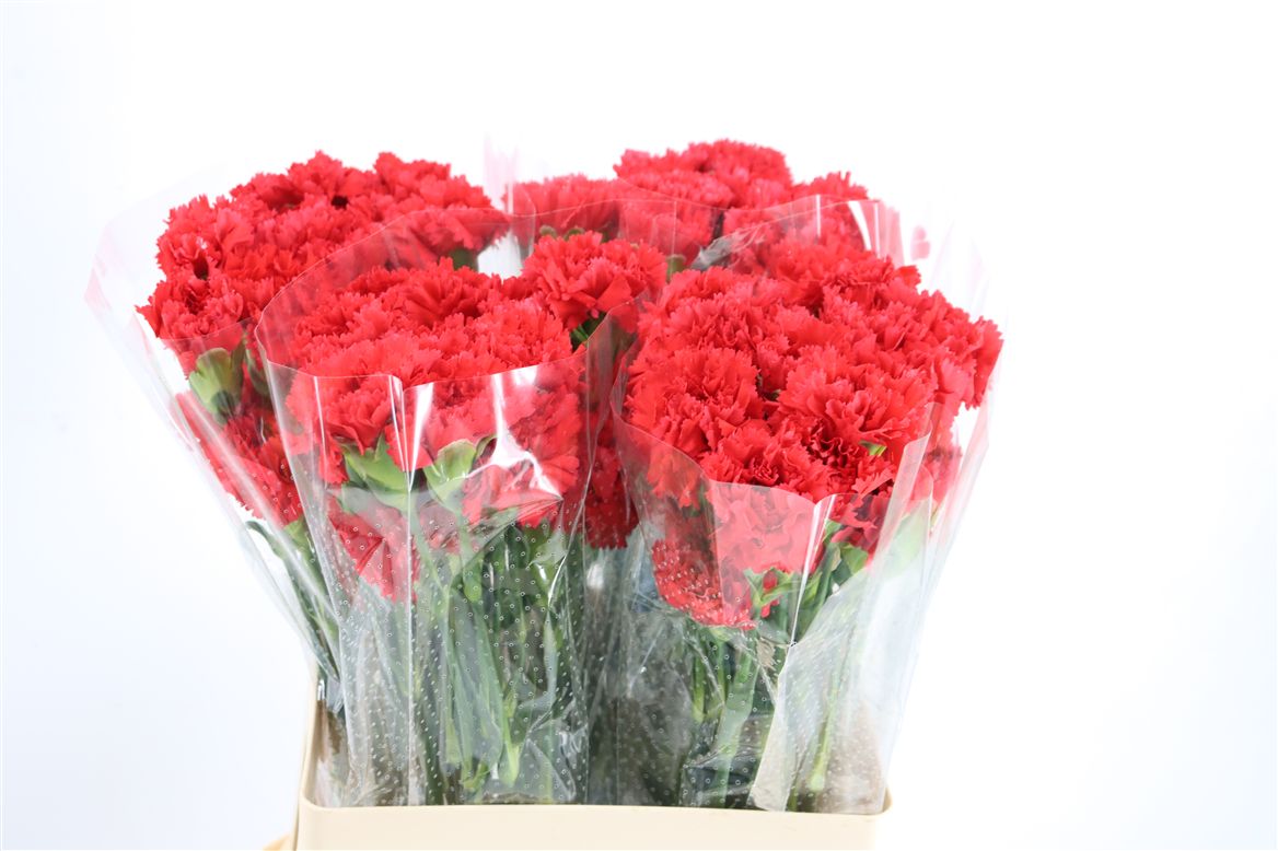 Dianthus Single Arona 60cm