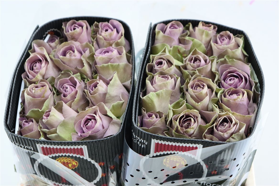 Rosa Tiara 40cm