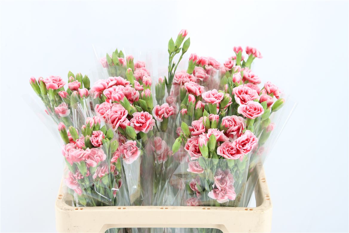 Dianthus Spray Yumiko 60cm