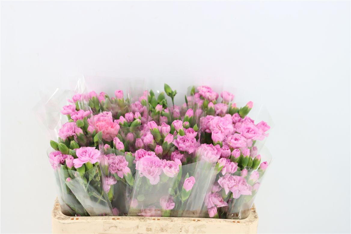Dianthus Spray Yongo Viola 60cm