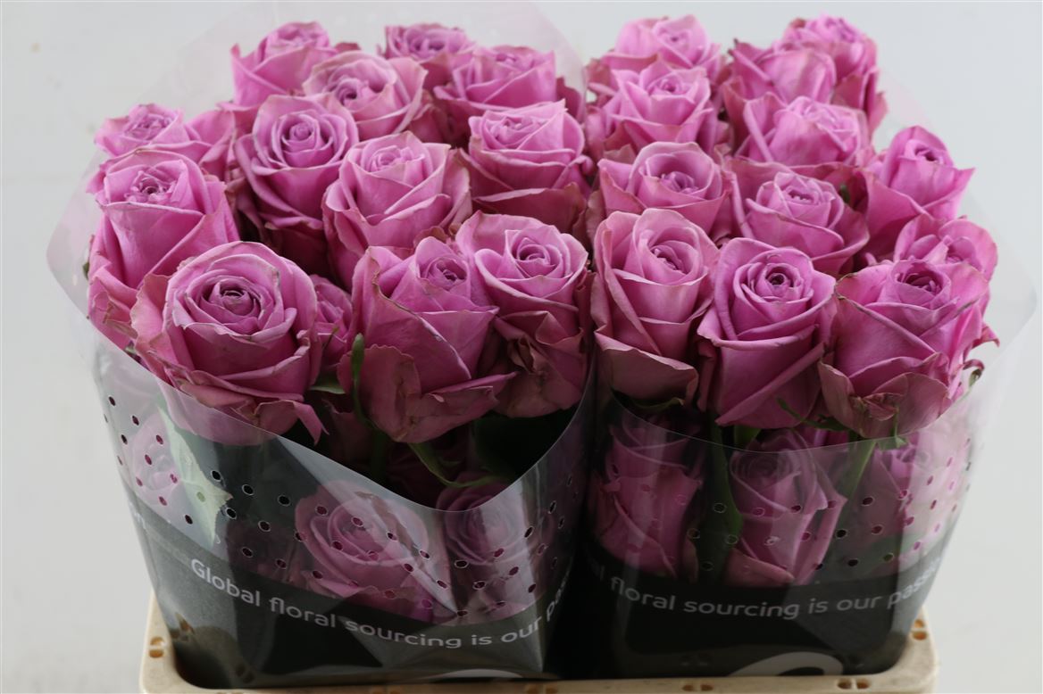 Rosa Scandal 50cm