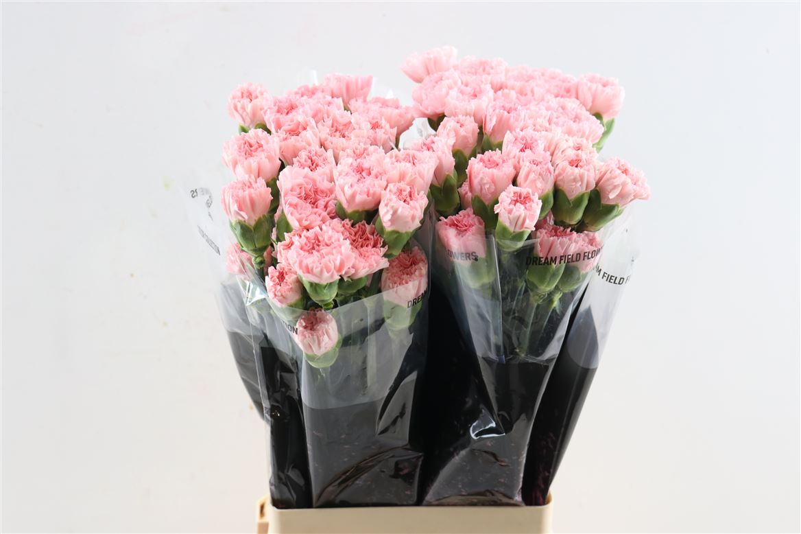 Dianthus Single Doncel 70cm