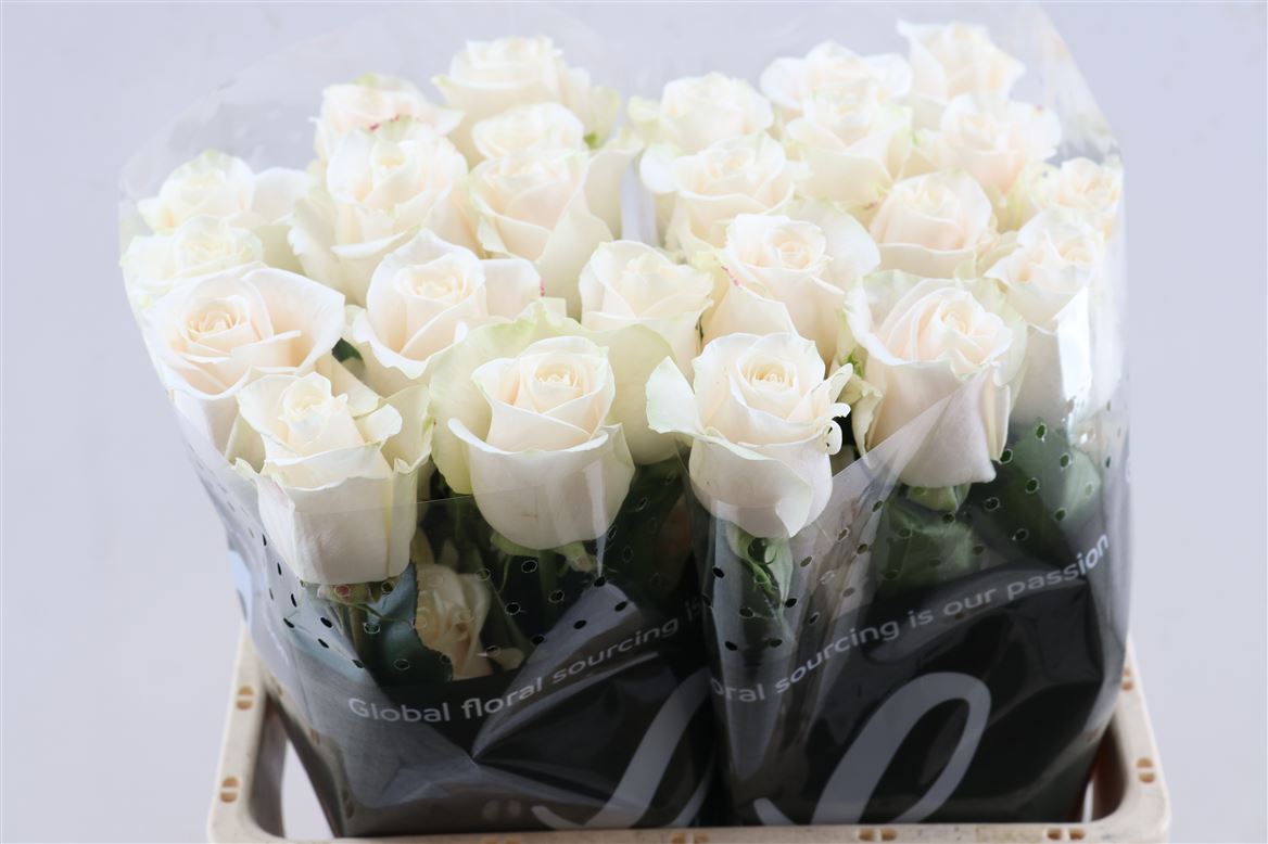 Rosa Vendela 70cm