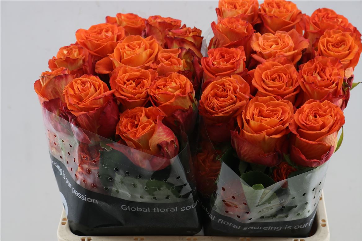 Rosa Careless Whisper 40cm