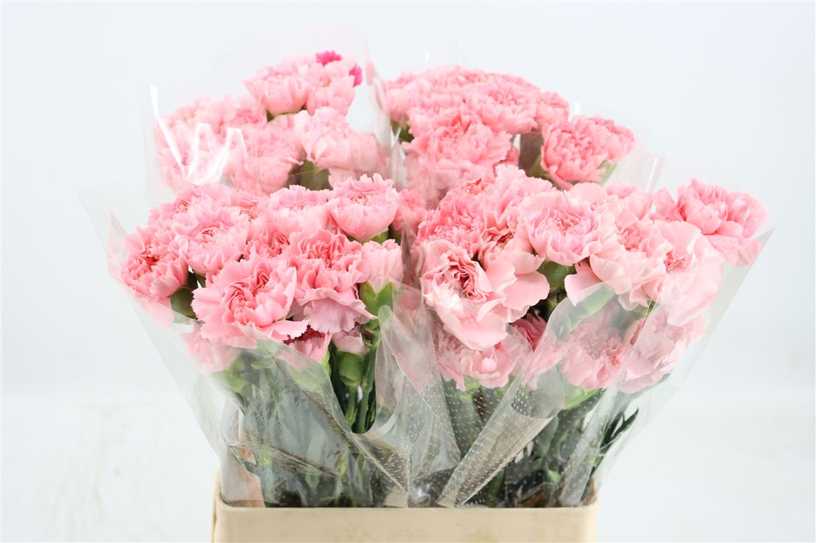 Dianthus Single Maruchi 60cm