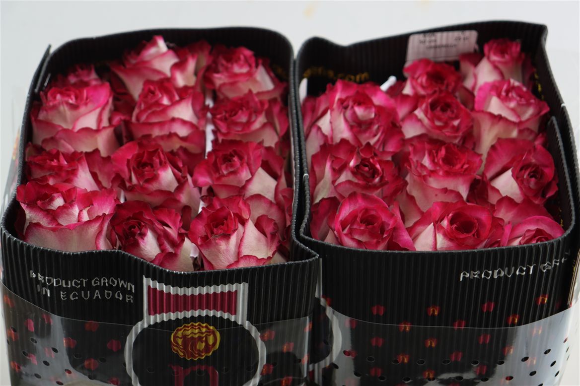 Rosa Cinderella 50cm